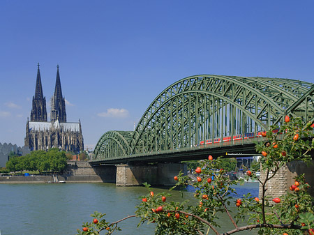 Strauch vor Hohenzollernbrücke Foto 