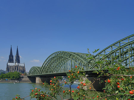 Strauch vor Hohenzollernbrücke