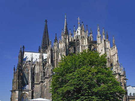 Fotos Kölner Dom mit Baum