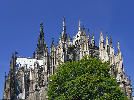 Kölner Dom mit Baum Foto 