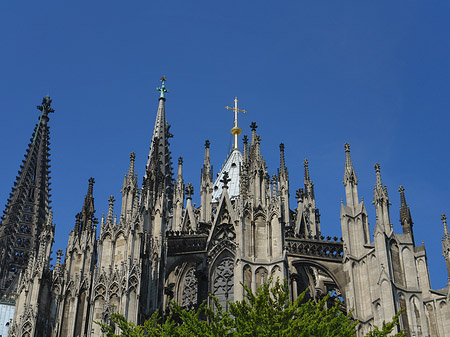 Fotos Kölner Dom mit Baum | Köln