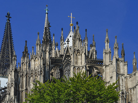 Fotos Kölner Dom mit Baum | Köln