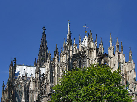 Kölner Dom mit Baum Fotos