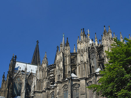 Foto Kölner Dom mit Baum - Köln