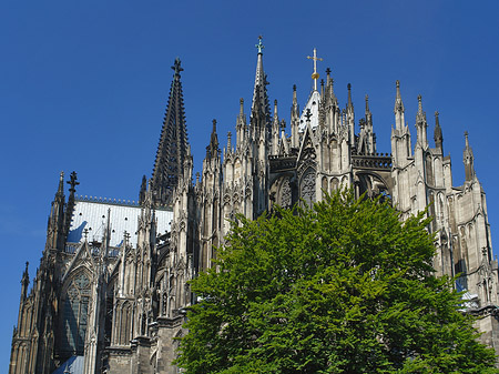 Fotos Kölner Dom mit Baum | Köln