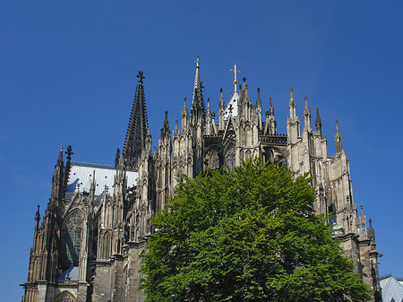 Foto Kölner Dom mit Baum