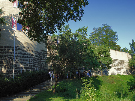 Foto Sachsenturm hinter Busch